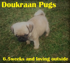 Doukraan Pugs 6.5 weeks and loving outside