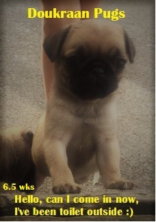 Doukraan Pugs 6.5 weeks hello