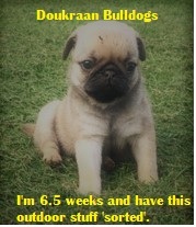 Doukraan Pugs 6.5 weeks outside sorted