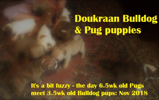 6.5 wl Pugs meet 3.5 week Bulldog pups - Nov 2018 - embedded